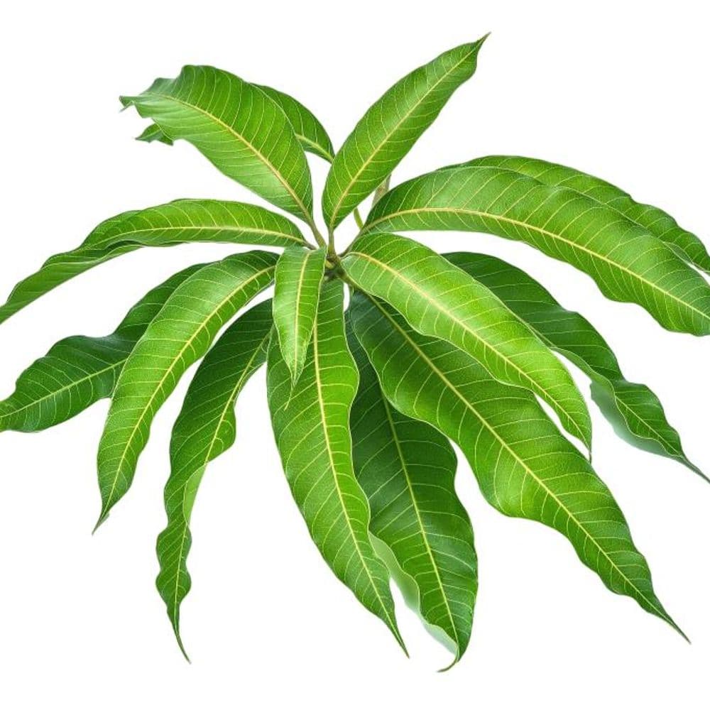 Mango Leaves-image