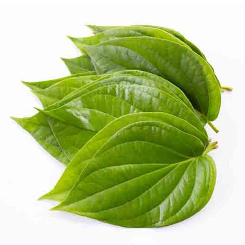 Betel Leaf-image