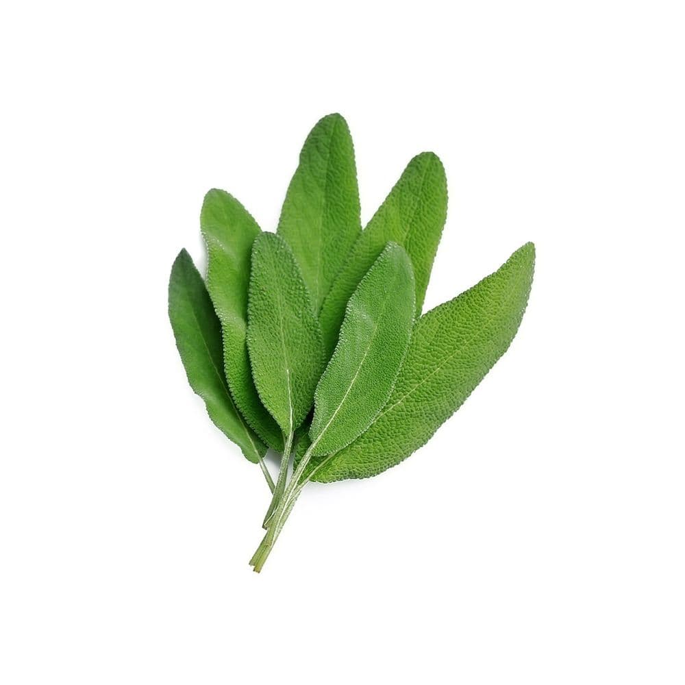 Sage-image