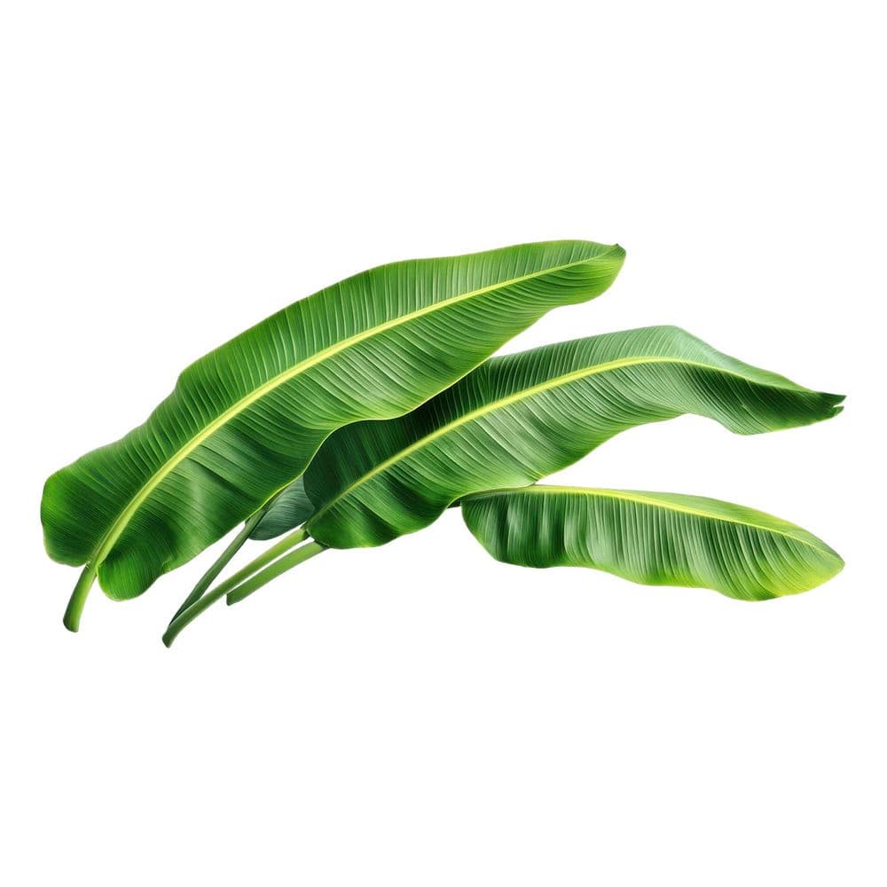 Banana Leaves-image