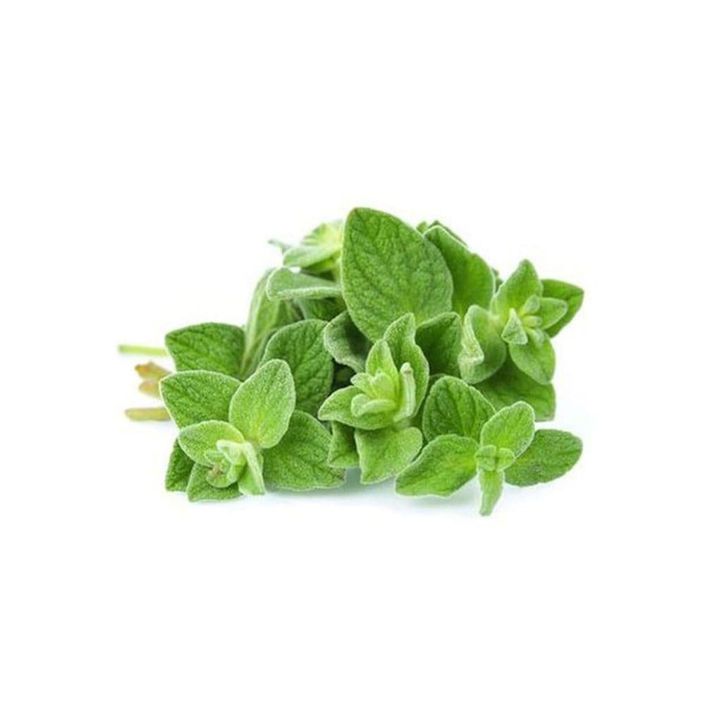 Oregano-image