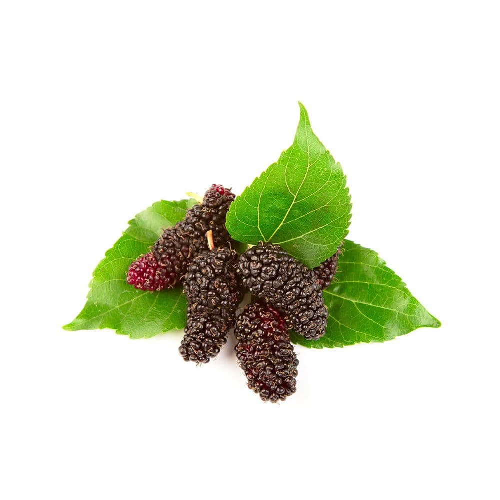 Mulberry-image