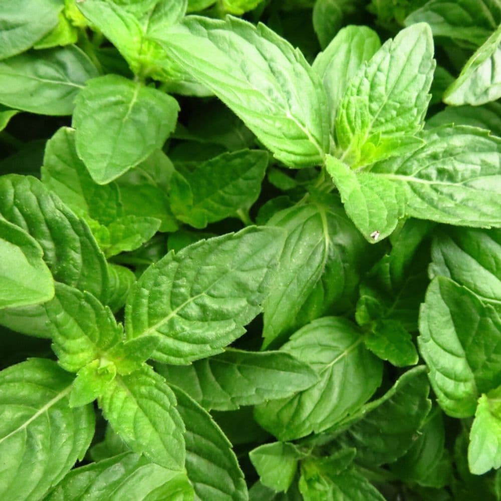 Basil Leaves-image