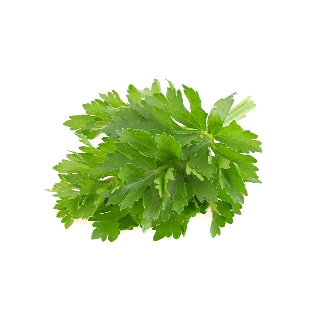 Celery-image